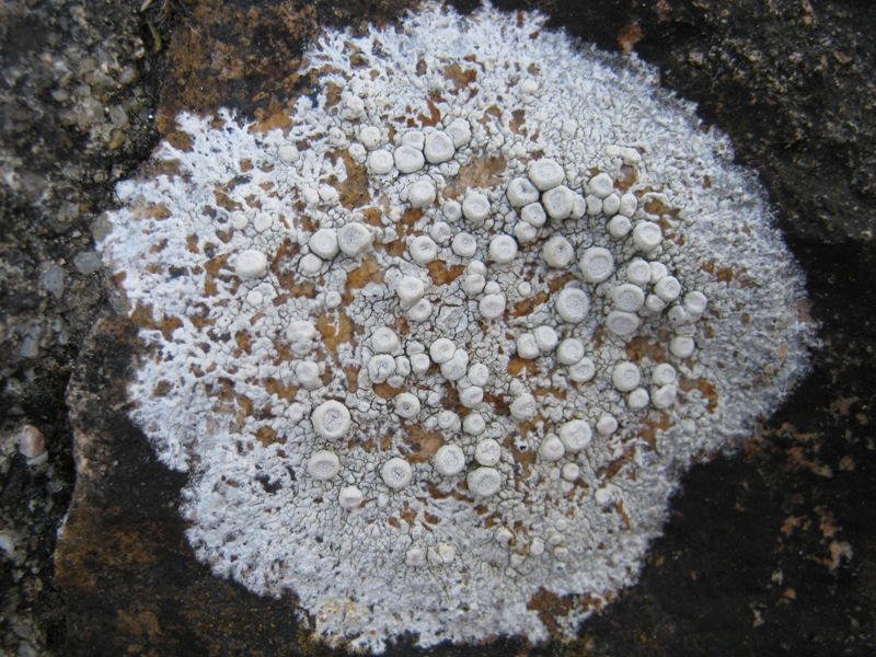 Ochrolechia: Da determinare